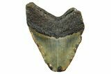Partial, Fossil Megalodon Tooth - North Carolina #376556-1